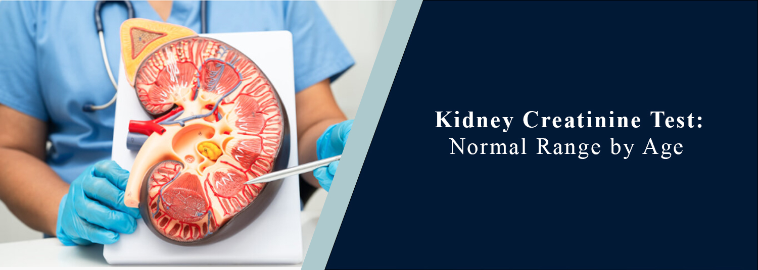 Kidney Creatinine Test: Normal Range by Age